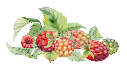 Raspberry berries, leaves asymmetrical heap bunch cluster group, hand drawn in watercolor, ripe forest garden dewberry tayberry. Isolated botanical illustration. Dessert menu, grocery, farmers market