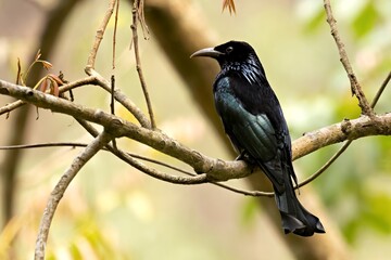 A Hair-crested Drongo (Dicrurus hottentottus) spotted in Pangolakha Wildlife Sanctuary, Sikkim, India.