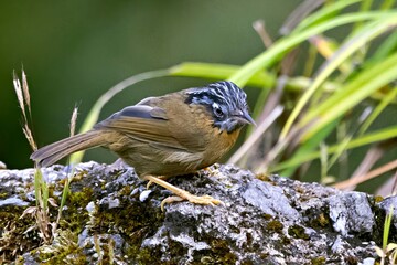 A Grey-throated Babbler (Stachyris nigriceps) photographed in the lush terrain of Sikkim, India.