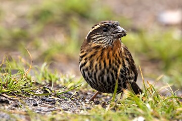 Female Himalayan White-browed Rosefinch (Carpodacus thura) documented in Sikkim, India.