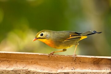 Red-billed Leiothrix (Leiothrix lutea), captured in its native habitat of Sikkim, India.