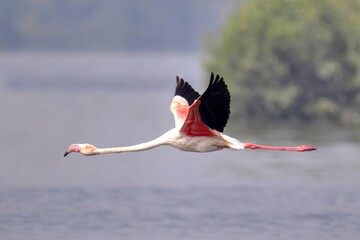 A lone Greater Flamingo (Phoenicopterus roseus) in flight, India