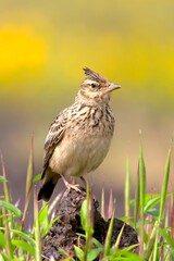 The Malabar Lark (Galerida malabarica) photographed at Kaas Plateau, Maharashtra, India.