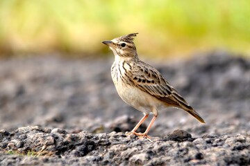 Malabar Lark (Galerida malabarica), a bird species native to the Karnataka State, India.