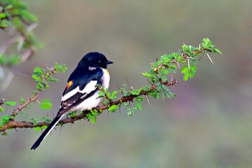 The White-bellied Minivet (Pericrocotus erythropygius) spotted in Mayureshwar Wildlife Sanctuary, Maharashtra, India.