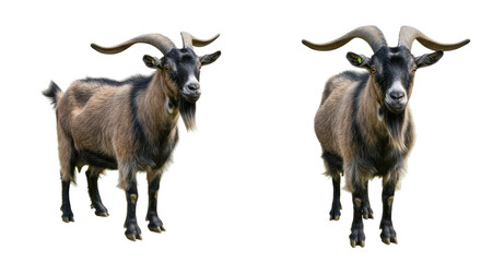 Isolated Two Goats