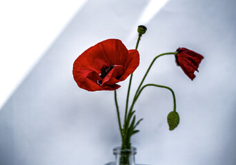 bouquet floreale, decorazione piante 