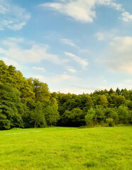 Idyllic view if meadow in center of forest.