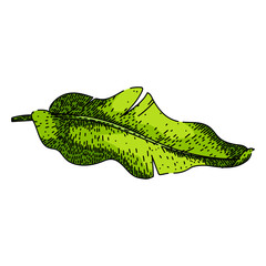 cuisine banana leaf sketch hand drawn vector