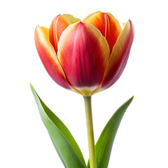 Naklejka premium Tulip flower isolated on white background