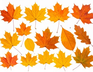 Fototapeta premium Set and collection of beautiful autumn leaves isolated on white background with clipp