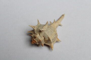 Spiny Dye Murex (bolinus Brandaris) on a white background 
