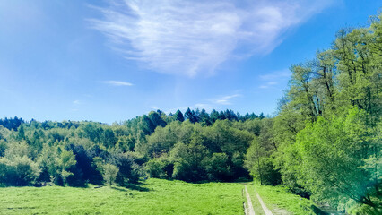 Idyllic view if meadow in center of forest.
