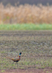 Common pheasant walking in the field looking for food