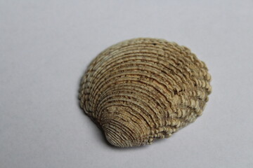 Clam, venus verrucosa, Shell isolated on a white background   © TomKorcak