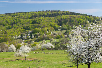 Sheep herd in Polana mountains, Slovakia © Richard Semik