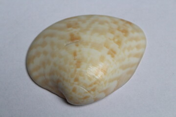 Seashell of bivalve mollusc calico clam (Megapitaria maculata) on a white background. Place of find: Atlantic Ocean, Cuba, Varadero 

