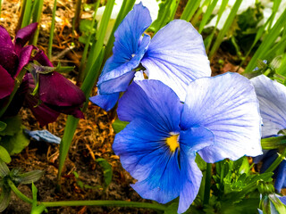 Pansies flowers blooming.