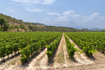 Typical vineyard near Logrono, Rioja wine region, Rioja Alavesa, Basque Country, Spain
