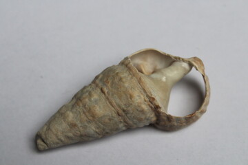 Terebralia palustris seashell isolated on a white background 
