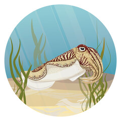 Round composition. Cuttlefish swim near the sea sandy bottom with growing algae. Realistic vector landscape