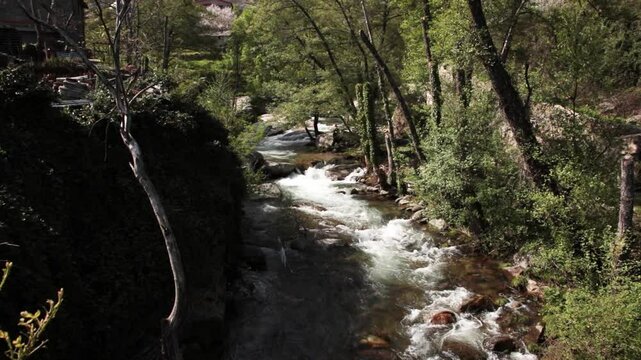 River flowing through lush green forest