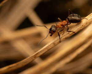 ant on a wood macro