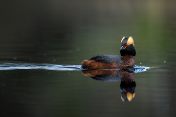 great crested grebe 