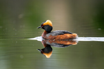 Fototapeta premium great crested grebe in water