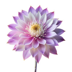 Obraz premium Night queen flower isolated on white background
