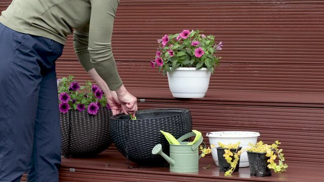 Woman plant flower in pot in yard. Gardening and lifestyle in spring. Tools of gardener.
