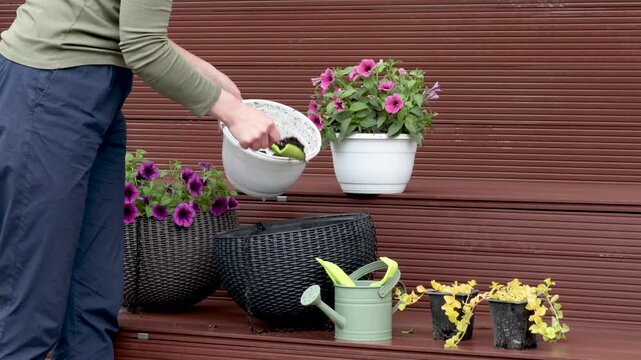 Woman plant flower in pot in yard. Gardening and lifestyle in spring. Tools of gardener.
