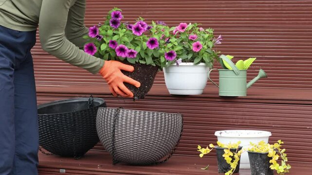 Woman plant flower in pot in yard. Gardening and lifestyle in spring. Tools of gardener.