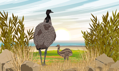 A mother emu and her chick walking along the coast. Realistic vector landscape