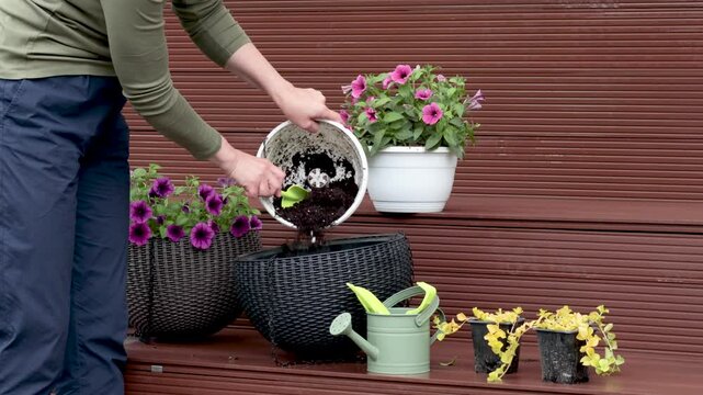 Woman plant flower in pot in yard. Gardening and lifestyle in spring. Tools of gardener.