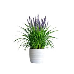 Liriope Muscari in a White Pot - Stunning Purple Flowering Ornamental Grass