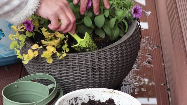 Woman plant flower in pot in yard. Gardening and lifestyle in spring. Tools of gardener.