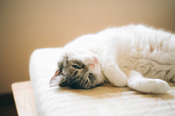 お昼寝中の猫