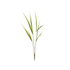Lush Green Grass Blades Isolated on Transparent Background