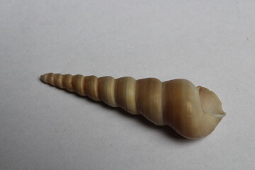 Image of pointed cone shell (Terebridae) on a white background. Undersea Animals. Sea Shells. 
