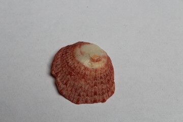 Beautiful seashell isolated on a white background. Sea shell on white. Mussel, mollusc 
