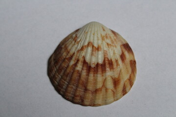 Beautiful seashell isolated on a white background. Sea shell on white. Mussel, mollusc 
