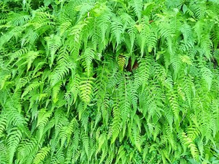 Closeup of a lush green fern plant, perfect for nature websites, gardening blogs, environmental...