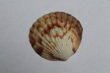 Beautiful seashell isolated on a white background. Sea shell on white. Mussel, mollusc 
