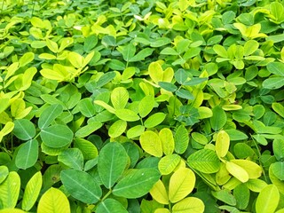 Closeup of green and yellow leaves, perfect for nature themed designs, ecofriendly concepts, or as background images for various projects.