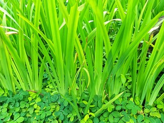 Tall green grass blades in a field, perfect for nature related designs, environmental themes, relaxation, gardening, and outdoor concept visuals.