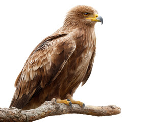 Obraz premium Majestic eagle perched on tree branch in natural habitat on a transparent background, cut out