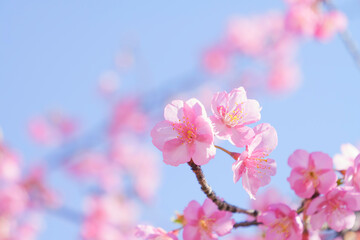 Naklejka premium Kawazu-zakura in Kyoto, close-up of cherry petals 