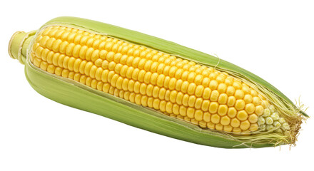 Isolated Corn on the Cob