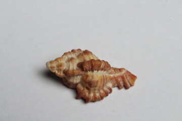 Seashell: Murex Firebrand. High definition focus stacked macro photograph of shell on isolated on white background. Scientific Name: Chicoreus Torrefactus Common name : Murex or rock snail. 
